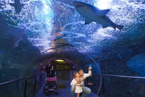 Billets d'entrée à l'aquarium de Saint-Sébastien et visite à pied de la ville