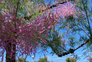 サン・セバスティアン文化ウォーキングツアー