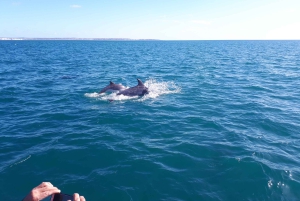 Algarve: Gita in barca alle grotte di Benagil