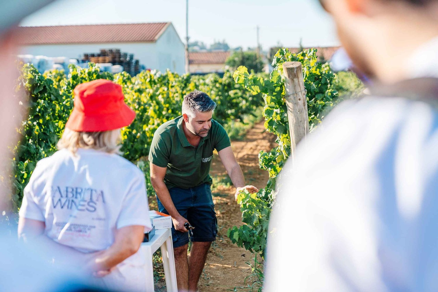Algarve: Klassisk vintur og vinsmaking i Silves