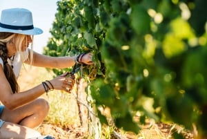 Algarve: Klassisk vintur og vinsmagning i Silves