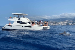 Luksustur med hval- og delfinsafari med alt inklusive