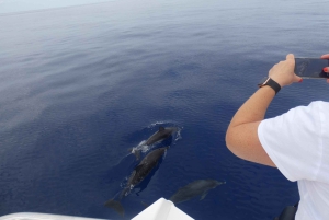 Luksustur med hval- og delfinsafari med alt inklusive