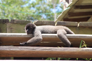 Manaus: 2, 3, or 4-Day Tour