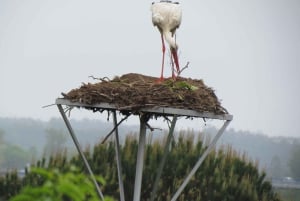 Aveiro: rejs, muzea i dziedzictwo – bilety w cenie