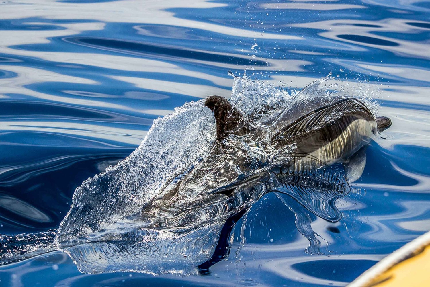 Azores: avistamiento de ballenas y tour en barco por los islotes con biólogo marino