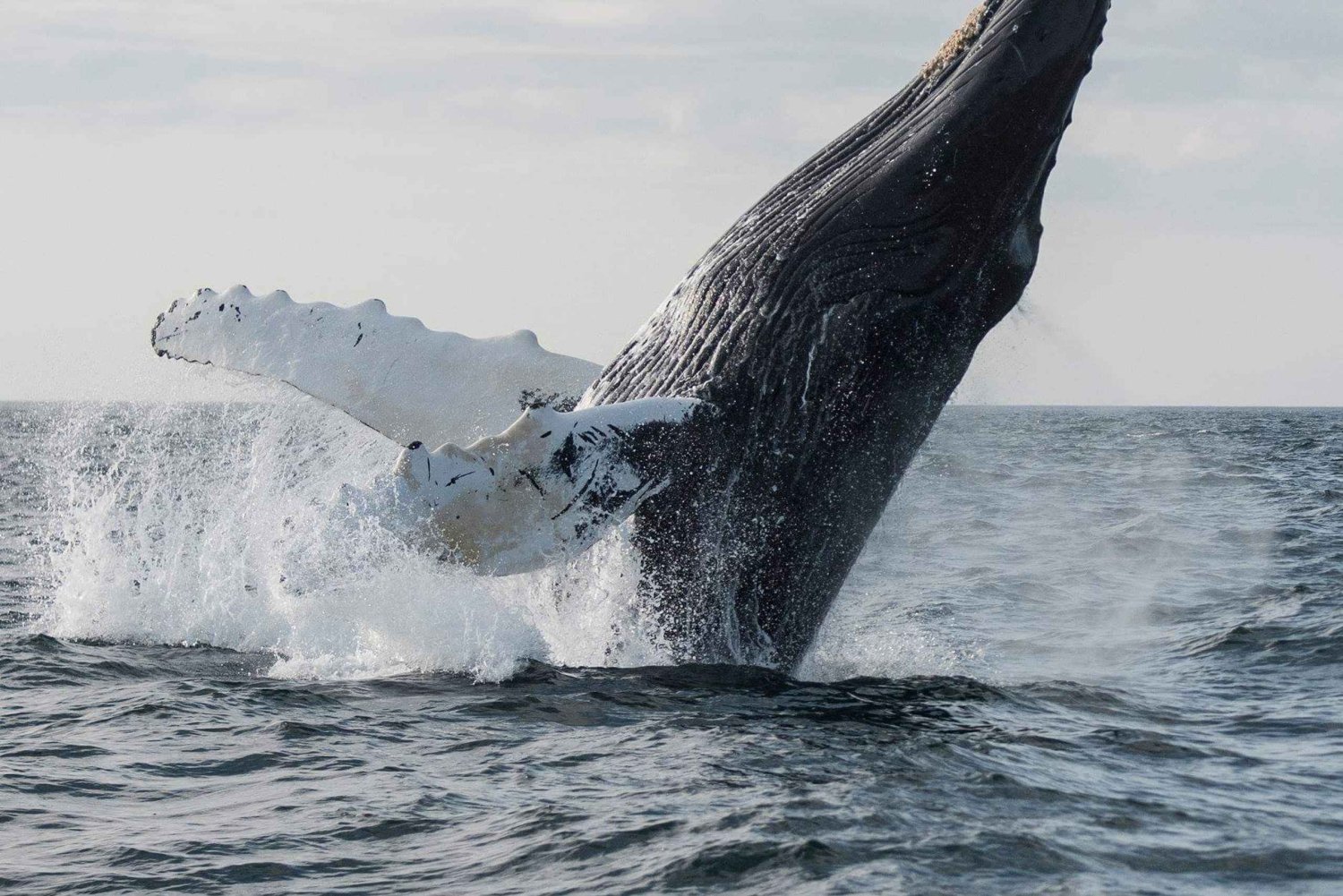 Boa Vista: Whale Watching Trip with Motoryacht