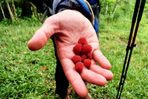 Trekking in the Atlantic Forest, Waterfalls, Stories. GOLD TRAIL.