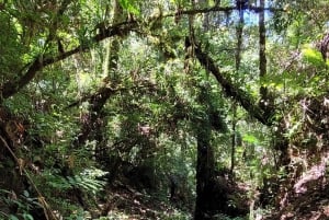 Trekking in the Atlantic Forest, Waterfalls, Stories. GOLD TRAIL.
