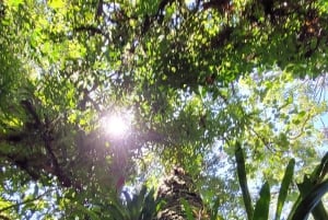 Trekking in the Atlantic Forest, Waterfalls, Stories. GOLD TRAIL.