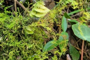 Trekking in the Atlantic Forest, Waterfalls, Stories. GOLD TRAIL.