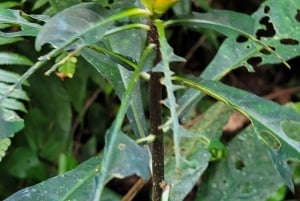 Trekking in the Atlantic Forest, Waterfalls, Stories. GOLD TRAIL.