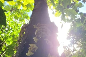 Trekking in the Atlantic Forest, Waterfalls, Stories. GOLD TRAIL.
