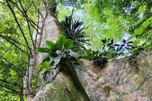 Trekking in the Atlantic Forest, Waterfalls, Stories. GOLD TRAIL.