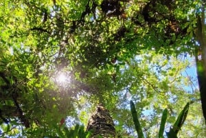 Trekking in the Atlantic Forest, Waterfalls, Stories. GOLD TRAIL.