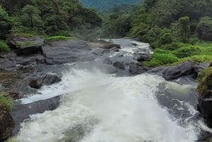 Trekking in the Atlantic Forest, Waterfalls, Stories. GOLD TRAIL.