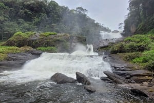 Trekking in the Atlantic Forest, Waterfalls, Stories. GOLD TRAIL.