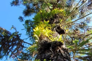 Trekking in the Atlantic Forest, Waterfalls, Stories. GOLD TRAIL.