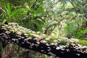 Trekking in the Atlantic Forest, Waterfalls, Stories. GOLD TRAIL.