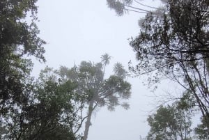 Trekking in the Atlantic Forest, Waterfalls, Stories. GOLD TRAIL.