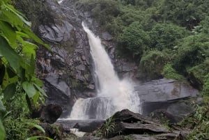 Trekking in the Atlantic Forest, Waterfalls, Stories. GOLD TRAIL.