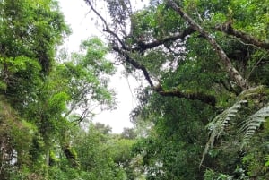 Trekking in the Atlantic Forest, Waterfalls, Stories. GOLD TRAIL.