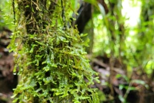 Trekking in the Atlantic Forest, Waterfalls, Stories. GOLD TRAIL.