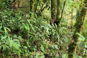 Trekking in the Atlantic Forest, Waterfalls, Stories. GOLD TRAIL.