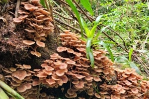 Trekking in the Atlantic Forest, Waterfalls, Stories. GOLD TRAIL.