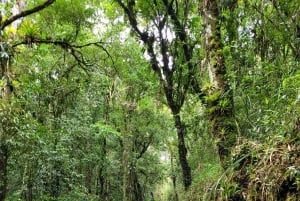 Trekking in the Atlantic Forest, Waterfalls, Stories. GOLD TRAIL.
