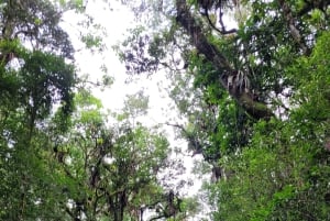 Trekking in the Atlantic Forest, Waterfalls, Stories. GOLD TRAIL.