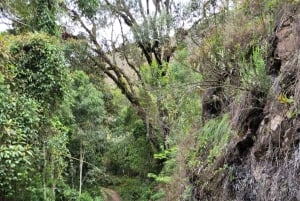 Trekking in the Atlantic Forest, Waterfalls, Stories. GOLD TRAIL.