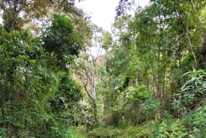 Trekking in the Atlantic Forest, Waterfalls, Stories. GOLD TRAIL.