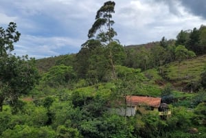 Trekking in the Atlantic Forest, Waterfalls, Stories. GOLD TRAIL.
