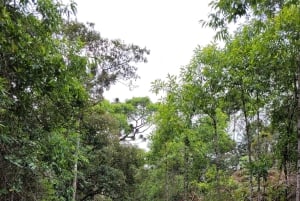 Trekking in the Atlantic Forest, Waterfalls, Stories. GOLD TRAIL.