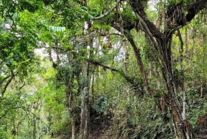 Trekking in the Atlantic Forest, Waterfalls, Stories. GOLD TRAIL.