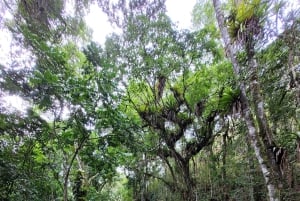 Trekking in the Atlantic Forest, Waterfalls, Stories. GOLD TRAIL.
