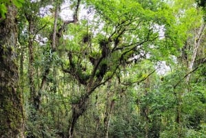 Trekking in the Atlantic Forest, Waterfalls, Stories. GOLD TRAIL.