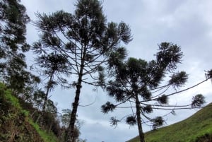 Trekking in the Atlantic Forest, Waterfalls, Stories. GOLD TRAIL.