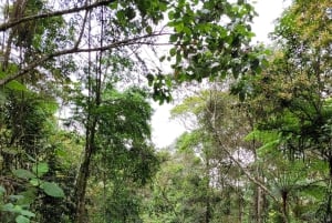 Trekking in the Atlantic Forest, Waterfalls, Stories. GOLD TRAIL.