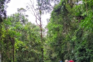 Trekking in the Atlantic Forest, Waterfalls, Stories. GOLD TRAIL.