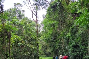 Trekking in the Atlantic Forest, Waterfalls, Stories. GOLD TRAIL.