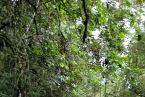 Trekking in the Atlantic Forest, Waterfalls, Stories. GOLD TRAIL.