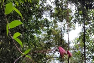 Trekking in the Atlantic Forest, Waterfalls, Stories. GOLD TRAIL.