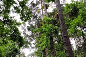 Trekking in the Atlantic Forest, Waterfalls, Stories. GOLD TRAIL.