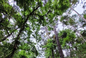 Trekking in the Atlantic Forest, Waterfalls, Stories. GOLD TRAIL.