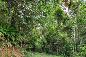 Trekking in the Atlantic Forest, Waterfalls, Stories. GOLD TRAIL.