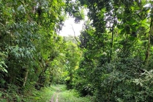 Trekking in the Atlantic Forest, Waterfalls, Stories. GOLD TRAIL.