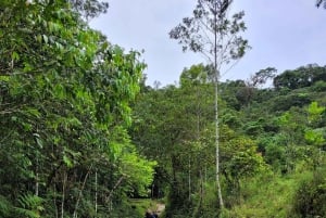 Trekking in the Atlantic Forest, Waterfalls, Stories. GOLD TRAIL.