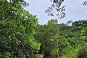 Trekking in the Atlantic Forest, Waterfalls, Stories. GOLD TRAIL.